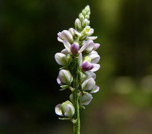 {Polygala ambigua}